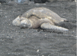 Visited a beach with black sand, so cool, but the tourists scared the turtles :/